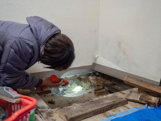 Best Basement Mold Removal  in Blue Rapids, KS