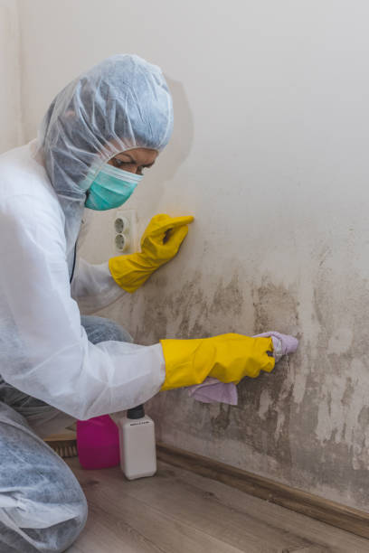 Mold Remediation for Vacation Homes in Blue Rapids, KS