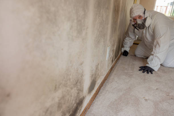 Best Mold Odor Removal Services  in Blue Rapids, KS